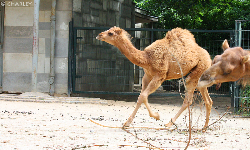 zoo-berlin2010 (101).jpg